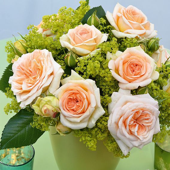 Rose Home Florist Timeless Collection